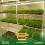 استنبات الشعير